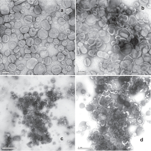 Figure 3 Negative stain electron microscope images (1% uranyl acetate) taken on a JEOL JEM 1230. (a) liposomes at 10 K magnification, scale bar 0.2 μm; (b) agglomerate at 10 K magnification, scale bar 0.2 μm; (c) agglomerate at 2 K magnification, scale bar 2 μm; (d) agglomerate at 4 K magnification, scale bar 1 μm.