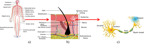 Figure 1. The biological neural system: (a) the nervous system of a human, (b) the visual cortex, (c) a simplified illustration of the biological nervous system.