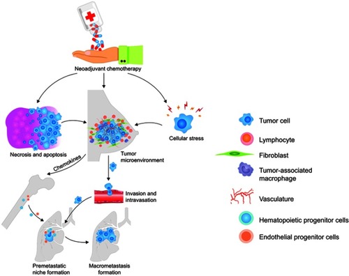 Figure 1 Mechanisms of prometastatic changes induced by NACT in the BC microenvironment. NACT is able to change the tumor microenvironment through direct and indirect effects. Tumor cell necrosis triggers innate immune-inflammatory reactions that are a background for the development of adaptive immune response. Chemotherapeutics directly impact on the cellular composition of the tumor microenvironment and type of immune-inflammatory reactions whereas their indirect effect is related to the induction of cellular stress. The acceleration of tumor invasiveness and intravasation, as well as an increase in the number of CTCs, are one of the direct and indirect effects of NACT. NACT-stimulated recruitment of bone marrow-derived progenitor cells results in the formation of premetastatic niches and micrometastases. An increase in the number of endothelial progenitor cells and direct stimulation of angiogenesis eventually lead to the development of macrometastases.