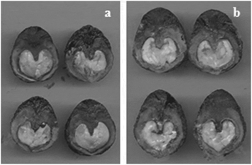 Figure 3. Non-turgid and decayed tissues in non-germinated seeds of weight range 1 (a) and 2 (b) after 7 and 15 days of accelerated aging (44ºC ± 1ºC; 100% relative humidity).