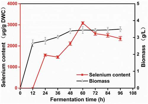 Figure 2. Influence of fermentation time on the biomass and selenium content of R. glutinis X-20.