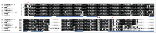 Figure 4. Multiple sequence alignment of M. truncatula ROP10 (Medtr3g078260) and proteins with the highest sequence identity from P. vulgaris (Phvul.009G180800), G. max (Glyma04g35110), L. japonicus (chr1.CM0166.830.r2.m), A. thaliana (At3g48040), S. lycopersicum (Solyc03g114070), Z. mays (GRMZM2G415327) and O. sativa (LOC_Os02g50860). Black boxes indicate identical residues and gray ones indicate conservative substitutions. Alignments were generated with Clustal Omega in MEGA7 and formatted with Boxshade. Red arrows indicate amino acid substitutions in legumes versus non-legumes. The conserved domains of ROPs are indicated by blue lines. The sequence from Z. mays is truncated at its C terminus.