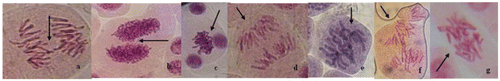 Figure 1. (Color online) Chromosomal aberrations (arrowed) induced in Allium cepa root tips by aqueous extracts of Spondias mombin, Nymphea lotus and Luffa cylindrica. (a) Delayed chromatid; (b) binucleated cell at prophase; (c) sticky chromosome; (d) bipolar anaphase; (e) vagrant chromosome; (f) disoriented chromosomes; (g) spindle disturbance at anaphase. Magnification 1000 ×.