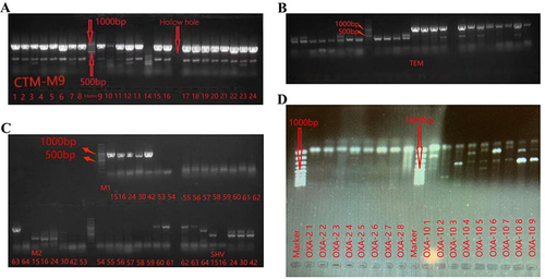 Figure 2 Electrophoresis results. (A) The electrophoresis results of CTXM-9 showed that the amplified gene fragments were 876 bp; (B) The electrophoresis results of TME-1 showed that the amplified gene fragments were 1073 bp; (C) The electrophoresis results of CTXM-1 and CTXM-2 showed that the amplified gene fragments were 827 bp and 876 bp, respectively; (D) The electrophoresis results of OXA-10 showed that the amplified gene fragments were 801 bp.