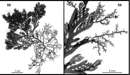 Figs 58, 59. Plocamium spp. 58. Extensive basal system with fruticose morphology of P. maggsiae. 59. Similar morphology with some gall-like tips in secondary proliferations of a detached specimen of P. lyngbyanum.