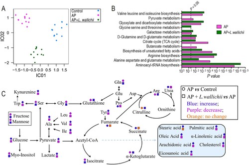 Figure 3. Pathway enrichment analysis and potential metabolic mechanisms of AP-induced injury and anti-AP activity of L. wallichii extracts. (A) ICA directly reveals a variety of metabolites among control, AP, and AP + L. wallichii groups. Each dot in the panel indicates the replicate analysis of samples. (B) By using an online tool, Metaboanalyst 4.0 (http://www.metaboanalyst.ca/), several pathways were enriched. (C) The metabolic flow of serum in AP-induced or AP + L. wallichii–induced rats. Symbol circle and square represent the relative metabolite changes in the AP group and the AP + L. wallichii groups, respectively. The decrease, increase and no change in levels with statistical significance are presented in purple, blue and orange, respectively.