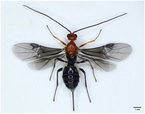 Figure 1. The female specimen of Cyanopterus ninghais in dorsal view (collected from Zunyi, China, and the picture taken by Shaobo Wang in 2022).
