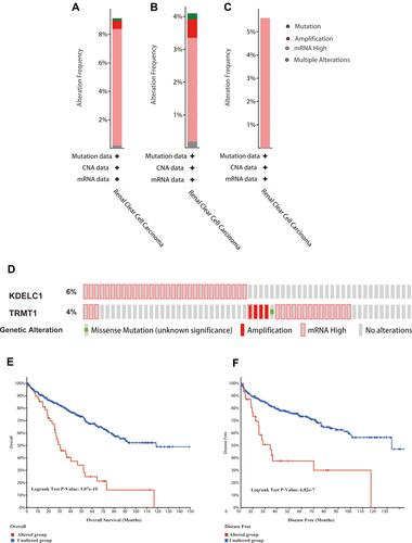 Figure 7 Genetic mutation analyses of KDELC1/TRMT1 in clear cell renal cell carcinoma (ccRCC) (cBioPortal database). (A) KDELC1/TRMT1 are altered in 49 (9.12%) of 537 cases; (B and C) KDELC1 and TRMT1 are altered in 4.1% and 5.59% of 537 cases, respectively; (D) the OncoPrint visual summary of alteration on a query of KDELC1/TRMT1; (E and F) the Kaplan–Meier curves between KDELC1/TRMT1 altered group and unaltered group.