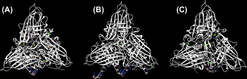 Figure 2. Calcium-binding site in FHV, PaV, and BBV. (A) The capsid of FHV contains one calcium ion at the quasi three-fold axis, which is coordinated by aspartate 249 and glutamate 251. The three other calcium ions at the interface between pairs of subunits are coordinated by aspartate-221 from one subunit and aspartate 161 and glutamate 257 from the other subunit (PDB: 4FSJ). (B) One calcium ion is coordinated by aspartate 249 and glutamate 251 at the three-fold axis of aV (PDB: 1F8V). (C) Conserved acidic residues at an identical position as BBV incorporates five calcium ions in each iASU (PDB: 2BBV).
