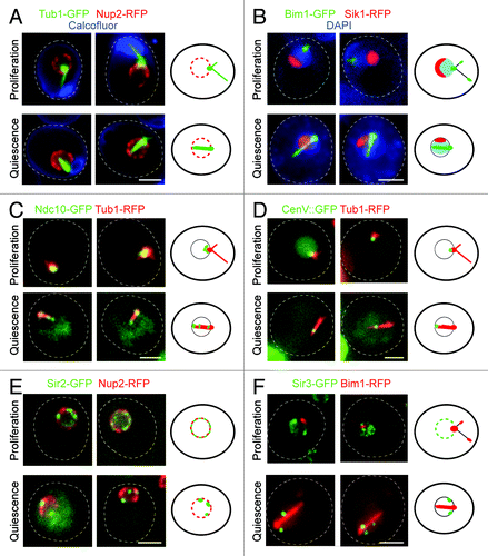 Figure 2. (A) Wild type cells expressing Tub1-GFP (microtubules, green) and Nup2-RFP (nuclear membrane, red) stained with calcofluor (cell wall, blue). (B) Wild type cells expressing Bim1-GFP (green) and Sik1-RFP (nucleolus, red) stained with DAPI (DNA, blue). (C) Wild type cells expressing Ndc10-GFP (kinetochore, green) and Tub1-RFP (microtubules, red). (D) Wild type cells in which LacO sequences have been integrated within the pericentromeric region of chromosome V and expressing LacI-GFP (centromere, green) and Tub1-RFP (microtubules, red). (E) Wild type cells expressing Sir2-GFP (green) and Nup2-RFP (nuclear membrane, red). (F) Wild type cells expressing Sir3-GFP (green) and Bim1-RFP (red). For each section cells in the upper panel are in G1 phase of the proliferating cycle, and cells in the lower panel are in quiescence (7 d). A schematic representation is shown on the right of each panel; scale bar is 2 microns.