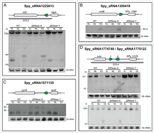Figure 3. Expression profiles of sRNAs regulated by RNases. Northern blot analysis of selected sRNAs showing a variation in expression or processing between WT (SF370), ΔRNase III (Δrnc) and ΔRNase Y (Δrny) strains grown to early logarithmic (EL), mid logarithmic (ML) and early stationary (ES) phases. 5S rRNA is used as a loading control. For each sRNA, the locus is depicted with the sRNA in green and the surrounding genes in gray. The prophage regions are indicated in purple. For a detailed set of Northern blots and sRNA sequencing expression patterns, refer to Figure S4.