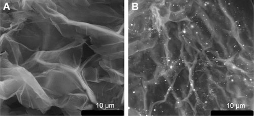 Figure S2 SEM images of GO (A) and GO/GNPs hydrogel (B).Abbreviations: GNPs, gold nanoparticles; GO, graphene oxide; SEM, scanning electron microscope.