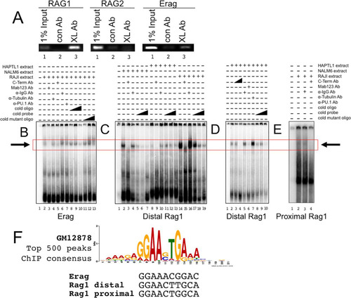 FIG 3 BCL11A is recruited to the RAG1 promoter and the Erag enhancer in vivo and in vitro. (A) ChIP-PCR identified the RAG1 promoter and Erag enhancer as targets for BCL11A binding. A rabbit polyclonal antibody (BL1797; Bethyl) specific to the BCL11A-XL C terminus (XL Ab) was used to immunoprecipitate NALM6 pre-B cell chromatin. The samples were reverse cross-linked, purified, and analyzed by semiquantitative PCR, using primers that amplify regions within the proximal RAG1 and RAG2 promoters and within the Erag enhancer. Specific enrichment was observed for the RAG1 promoter and the Erag enhancer but not for the RAG2 promoter (lanes 3). PCRs with 1% input were used as positive controls (lanes 1). Purified rabbit IgG antibodies (con Ab) did not immunoprecipitate target DNA significantly (lanes 2). (B) BCL11A binds to the Erag enhancer in vitro. A 196-bp probe extending from the 5′ boundary (KpnI site) to the end of region A of Erag (Citation13) was labeled with 32P and then incubated with nuclear extracts prepared from the RAJI B cell line. Specificity of binding was tested by further incubation of the indicated probe-nuclear extract mixtures with anti-BCL11A-XL C-terminal (BL1797) polyclonal (C-Term Ab) and monoclonal (MAb Ab123) antibodies, monoclonal anti-PU.1 (α-PU.1 Ab), or control polyclonal (α-IgG Ab) and monoclonal (α-Tubulin Ab) antibodies employed at the same concentrations. Cold competitions employed double-stranded 30-mers of wild-type (cold oligo) and mutated (cold mutant oligo) sequences spanning the putative BCL11A binding site at nt 121 to 131. Triangles represent molar excesses of 10, 50, and 100 relative to the amount of labeled probe. Complexes were resolved in 6% native gels, with specific binding highlighted by a box. (C and D) BCL11A binds to a consensus site within the distal region (positions −426 to −416) of the RAG1 promoter. The probe was a 300-bp KpnI-XhoI fragment. (E) BCL11A binds to a consensus site within the proximal region (positions −207 to −197) of the RAG1 promoter. The probe was a 263-bp PCR product spanning positions −228 to +35. (F) Alignment of BCL11A binding sites determined in this study with the consensus for the top 500 peaks determined by ENCODE ChIP-seq for a human B cell lymphoma (GM12878) (Citation38).