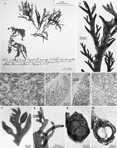 Figs 1–10. Plocamium cartilagineum. 1. Lectotype of Fucus cartilagineus Linnaeus. 2. Ramuli alternating in series of 2 or 3 above the basal ramuli. 3. Cortication. 4, 5. Apices with and without chevron-like appearance. 6. Cocconeis scutellum as epiphyte. 7. Simple young stichidia. 8. Simple and dichotomous old stichidia. 9. Cross-section of stichidia showing tetrasporangia. 10. Cross-section of a subcylindrical empty sporangial chamber.