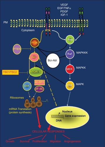 Figure 3 PI3K-Akt-mTOR pathway and cross-talk with other signaling cascades: (Ras/Raf/MAPK and BCR-ABL). PI3K-Akt and Ras/Raf/MAPK pathways are common routes that control key cellular responses. The large amount of cross-talk between these pathways is often responsible for treatment resistance.