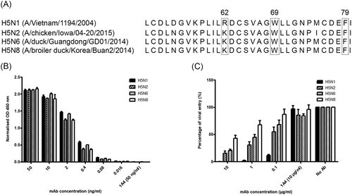 Figure 1. 9F4 displays broad binding affinity and neutralizing activity against H5Nx viruses. (A) Alignment of residues 50–80 in the HA protein of H5Nx viruses with the corresponding domain in one clade 1 (VN04) and three other clade 2.3.4.4 viruses (Iowa15, GD14 and Korea14). For comparison, H3 numbering is followed. The conservation of R62, W69 and F79, which are important for the interaction with 9F4, are boxed. (B) ELISA was performed to determine the ability of 9F4 to bind to H5Nx-HA. Wells were coated with HA proteins of H5Nx (H5N1 (A/Vietnam/1194/2004); H5N2 (A/chicken/Iowa/04-20/2015); H5N6 (A/duck/Guangdong/GD01/2014); H5N8 (A/broiler duck/Korea/Buan2/2014)) and incubated with serially diluted 9F4. 1A4 was also used at the highest concentration (50 ng/ml) as an isotype control antibody. (C) Pseudotyped lentiviral particles harbouring the HA proteins of H5Nx IAV were incubated with 10-fold serially diluted 9F4-WT for 1 h at RT before inoculation onto MDCK cells. Luciferase activity in the cell lysates was determined at 48 hpi. Viral entry, as indicated by the luciferase activity, was expressed as a percentage of the reading obtained in the absence of antibody (No Ab), which was set at 100%. 1A4 was also used at the highest concentration (10 μg/ml) as an isotype control antibody. Representative data from three independent experiments are shown and error bars represent standard error of the mean (SEM) of the experiment carried out in triplicates.