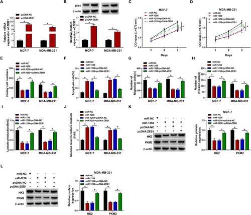 Figure 6. MiR-1258 overexpression-induced influences in BC cells are partly alleviated by the introduction of ZEB1 overexpression plasmid. (A and B) The mRNA and protein expression of ZEB1 was measured in BC cells transfected with pcDNA-NC or pcDNA-ZEB1 by RT-qPCR and Western blot assay. (C and D) Cell proliferation ability was analyzed by MTT assay. (E) Colony formation assay was performed to measure the proliferation capacity of BC cells. (F) The apoptosis rate was analyzed using flow cytometry. (G) Cell migration ability was measured by transwell migration assay. (H) Cell invasion was assessed using transwell invasion assay. (I and J) The production of lactate and the level of glucose in culture medium were measured to evaluate cellular glycolytic rate. (K and L) The expression of HK2 and PKM2 in BC cells was analyzed via Western blot assay. *P < 0.05.