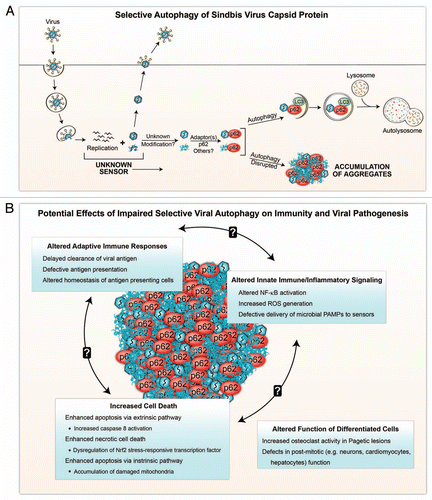 Figure 1 Schematic model of selective viral autophagy (A) and the potential biological consequences of viral protein-p62 aggregate accumulation during impaired selective autophagy (B). (A) After entry into the host cell and uncoating, Sindbis virus (SIN) replicates in the cytosol, generating newly synthesized viral nucleic acids and proteins. Autophagy is triggered by an unknown sensor(s) during viral replication, and SIN capsid protein is targeted to the autophagic machinery in a process that requires the selective autophagy adaptor protein, p62. It is unknown whether p62 recognizes free capsid (monomeric or aggregated) or assembled capsid (containing viral or other nucleic acids), whether the targeted capsid proteins undergo modification prior to recognition by p62, or whether interactions with additional adaptor proteins are required for selective autophagy of SIN capsid. Disruption of autophagy results in the accumulation of aggregates of viral proteins and p62 within the host cell. (B) In the absence of selective autophagy, aggregates containing viral capsid and p62 may perturb innate and adaptive immune response, and result in increased cell death and disruption of cellular functions. The processes listed are speculations based on extrapolations from the literature on p62 functions (see text for more detailed explanations). Further studies are required to test these speculations in models of viral infection.