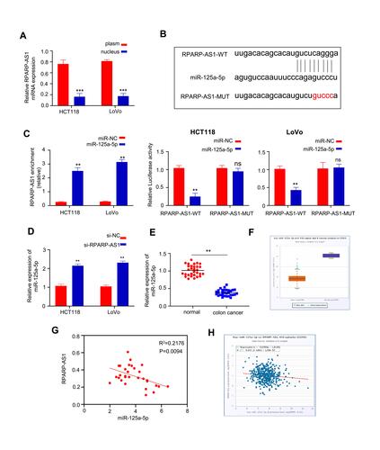 Figure 3 RPARP-AS1 sponged miR-125a-5p. (A) RPARP-AS1 was mainly expressed in nucleus, but not in cytoplasm (U6 and GAPDH were used as internal parameters of nucleus and cytoplasm respectively). (B) The binding site of miR-125a-5p was found in RPARP-AS1 by analyzing the startbase3 database. (C) RNA pull-down assay was performed in HT29 and HCT116 cells. miR-125a-5p probe enriched more RPARP-AS1 than NC probe (Left). Luciferase reporter experiment showed that miR-125a-5p could inhibit the activity of luciferase coupling with RPARP-AS1, but miR-NC could not in both HCT116 (Middle) and LoVo (Right) cell lines. (D) qRT-PCR was used to detect the expression of mir-125a-5p after knockdown of RPARP-AS1 in HT29 and HCT116 cells. Compared with si-NC groups, miR-125a-5p expression increased in si-RPARP-AS1 cell lines. (E) miR-125a-5p expression decreased significantly in CRC than that in paracarcinomatic tissue by qRT-PCR (n=30, P-value<0.001). (F) Consistent with those in Figure E, miR-125a-5p reduced in CRC significantly using data from TCGA by Startbase3 analysis. (G) The correlation between the expression of RPARP-AS1 and miR-125a-5p in 30 cases of CRC which was negatively correlated (P-value<0.001). (H) The expression of RPARP-AS1 and miR-125a-5p in CRC was also negatively correlated using data from TCGA by Startbase3 analysis. (**P-value < 0.01; ***P-value < 0.001).