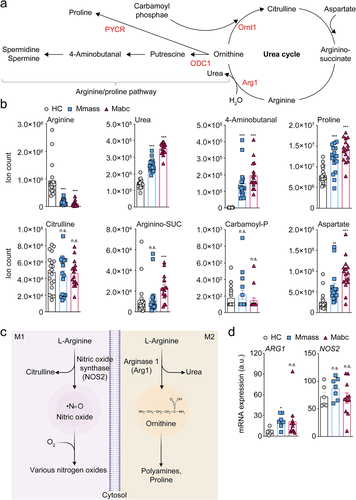 Figure 1. L-Arginine degradation pathways are biased in NTM-PD patients.