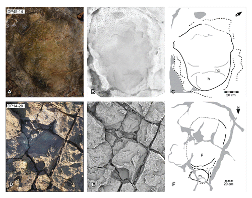 FIGURE 30. Broome sauropod morphotype A, from the Yanijarri–Lurujarri section of the Dampier Peninsula, Western Australia. Pedal impression, UQL-DP45-14, preserved in situ as A, photograph; B, ambient occlusion image; and C, schematic interpretation. Coupled pedal and manual impressions, UQL-DP14-20, preserved in situ as D, orthophotograph; E, ambient occlusion image; and F, schematic interpretation. Abbreviations: h, heel region; hc, heel-demarcating crease; m, manual impression; p, pedal impression; r, expulsion rim. See Figure 19 for legend.