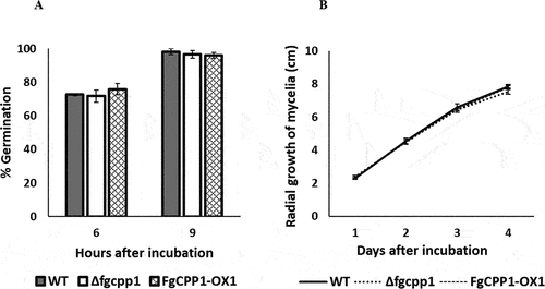 Fig. 3 Role of FgCPP1 in general fitness of Fusarium graminearum. (a) Percentage germination of macroconidia of Δfgcpp1, FgCPP1-OX1 and WT on water agar after 6 and 9 h incubation at 27°C. Bars represent standard error from five replicates. (b) Mycelial growth of Δfgcpp1, FgCPP1-OX1 and WT over 4 days of growth on PDA at 27°C. Bars represent standard error from five replicates.