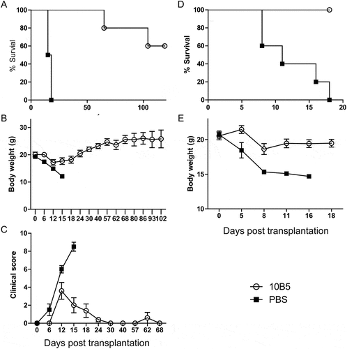 Figure 4. B7-H1 mAb ameliorated GVHD in both MHC semi- and fully mismatched models. CB6F1 mice received 3.5 × 10Citation7 splenocytes from B6 PD-1KO mice. Mice were administered with 10B5 (anti-B7-H1 mAb, n = 5) or control (PBS, n = 4) at day 0, 9, 12, 15. (A) Survival rates, P < 0.01, (B) the body weight and data were shown as mean ± SEM, and (C) GVHD clinical score were shown as mean ± SEM. In a fully MHC-mismatched GVHD model, Balb/c mice received 6Gy total body irradiation and injected i.v. with 5 × 10Citation6 T cell-depleted BM from PD-1 KO B6 background mice. Twelve days later, 5 × 10Citation6 PD-1 KO splenocytes were injected into these recipient mice. Mice were administrated with 10B5 (anti-B7-H1 mAb, n = 5) or control (PBS, n = 5) at day 0, 6, 10, 15. (D) Survival rates, P < 0.01, (E) the body weight and data were shown as mean ± SEM. All data shown are representative of at least two independent experiments