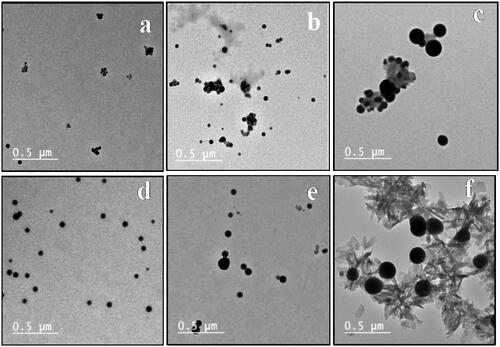 Figure 5. TEM of SeNPs, (a), (b), (c), (d), (e), and (f) TEM of SeNPs loaded onto 4–9, respectively.