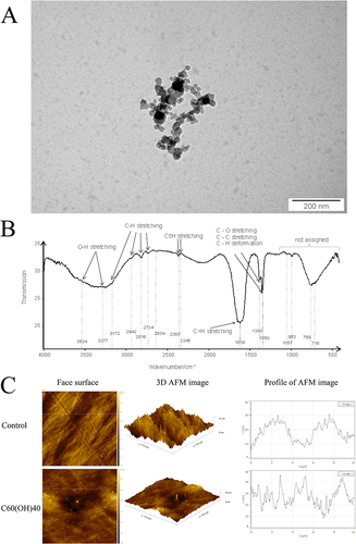 Figure 1 Characterization of the morphology and surface chemistry nanoparticles of fullerenol and roughness of nanofilm using transmission electron microscopy ((A); scale bar is 200 nm), Fourier-transform infrared spectroscopy (B) and atomic force microscopy (C). (C) Comparison of the topography between an ordinary polystyrene plate (control; the scale bar is 10 µm × 10 µm × 41 nm) and a polystyrene plate coated with fullerenol (C60(OH)40; the scale bar is 10 µm × 10 µm × 34 nm). The figure shows a two-dimensional image (left side), a three-dimensional image (center), and height profiles of fullerenol (right side).