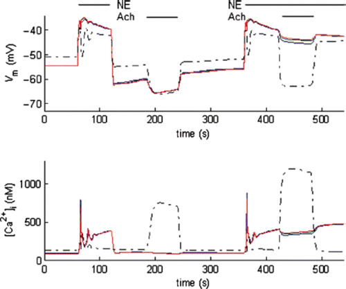 Figure S5. Predicted NE (1 µM)-induced and ACh (1 a.u.)-induced changes of of Vm and [Ca2+]i in SMCs (solid lines) and EC (dashed-dotted lines) coupled by the ionic (EC-SMC Rgj=900 MΩ) and IP3 fluxes (NO blocked). The EC-induced hyperpolarization of SMCs preconstricted with NE was significantly compromised, as compared to the single-layer model (Figure 4).