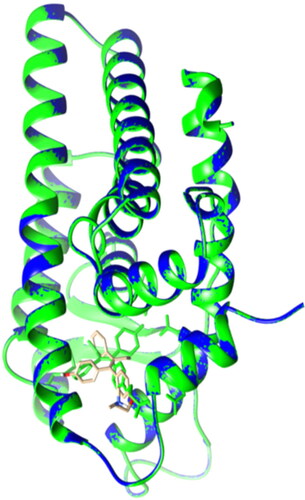 Figure 5. Lateral view of ERα LBD showing the validation of the docking protocol. The original crystal ERα LBD structure (PDB: 3ert) in green was superimposed with the newly docked complex (in blue and OHT in brown). RMSD = 0.004A˚.