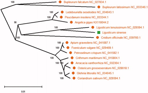 Figure 1. Phylogenetic maximum likelihood tree with L. sinense based on 16 plant species complete chloroplast genomes. The number on each node indicates bootstrap support value from 2000 replicates.