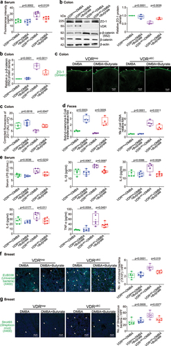 Figure 6. Butyrate treatment decreased intestinal permeability, increased intestinal ZO-1 expression, and decreased inflammation in VDRΔIEC mice. (a) Intestinal permeability decreased in VDRΔIEC mice treated with butyrate. Data are expressed as the mean ± SD. N = 6, one-way ANOVA. (b) ZO-1 expression increased and p-β-catenin (552) expression decreased in the intestine of VDRΔIEC mice treated with butyrate. Data are expressed as the mean ± SD. N = 4, one-way ANOVA. (c) ZO-1 expression increased in VDRΔIEC mice treated with butyrate, as determined by IF staining. Images are from a single experiment and are representative of 6 mice per group. Data are expressed as the mean ± SD. N = 6, one-way ANOVA. (d) Butyrate treatment increased butyryl-coenzyme a CoA transferase genes and decreased E. coli in the VDRΔIEC mice treated with butyrate. Data are expressed as the mean ± SD. N = 4, one-way ANOVA. (e) Butyrate treatment protected against increased inflammation in VDRΔIEC mice. Serum LPS, IL-1β, IL-5, IL-6, and TNF-α were significantly lower in VDRΔIEC mice treated with butyrate. Data are expressed as the mean ± SD. N = 5–7, one-way ANOVA. All p values are shown in the figures. (f) Less universal bacteria in breast tumor tissue of VDRΔIEC mice with butyrate treatment were found by fluorescence in situ hybridization. Images are from a single experiment and are representative of 6 mice per group. Data are expressed as the mean ± SD. N = 6, one-way ANOVA. All p values are shown in the figures. (g) Less Streptococcus bacteria in breast tumor tissue of VDRΔIEC mice with butyrate treatment were found by fluorescence in situ hybridization. Images are from a single experiment and are representative of 6 mice per group. Data are expressed as the mean ± SD. N = 6, one-way ANOVA. All p values are shown in the figures..
