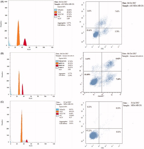 Figure 2. The effect of inhibitors on the phases of the cell cycle (A) compound 10, (B) erlotinib, and (C) control MDA-MB-231 cells.