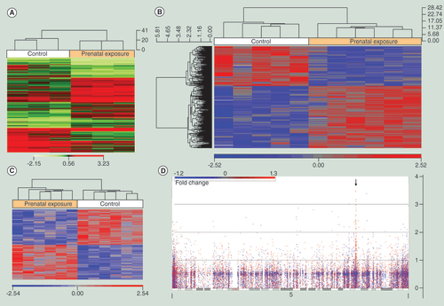 Figure 1. Methylation signals from fetal alcohol exposed mice and children diagnosed with fetal alcohol spectrum disorders. (A) Heatmap of top significant (p < 0.01) contigs from the adult mouse prenatally exposed to alcohol. (B) Heatmap of significantly (p < 0.005) differentially methylated targeted CpG sites generated using hierarchical clustering of buccal epithelial DNA obtained via swab from fetal alcohol spectrum disorders (n = 6) and matched control (n = 5) children from the discovery cohort. (C) Heatmap of significantly (p < 0.005) differentially methylated targeted CpG sites generated using hierarchical clustering of buccal epithelial DNA obtained via swab from fetal alcohol spectrum disorders (n = 6) and matched control (n = 6) children from the replication cohort. (D) Manhattan plot for human chromosome 5 from the discovery sample. Genomic location is plotted on the x-axis and –log10 (p-value) of differential CpG methylation from prenatal alcohol exposure is on the y-axis. Each dot represents a single CpG site. A red dot indicates an increase in methylation and a blue dot indicates a decrease in methylation. The black arrow identifies clustered protocadherin genes on 5q31.