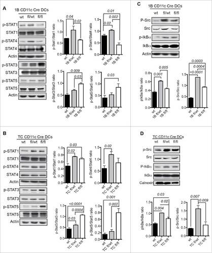 Figure 4. Molecular mechanisms of PTP1B and TC-PTP downregulation in moDCs. (A) Activation status of STAT proteins in PTP1B deficient moDCs (n = 4). (B) Activation status of STAT proteins in TC-PTP deficient moDCs (n = 3). (C) Activation status of Src kinase and IkBα downstream of TLR4 in PTP1B deficient moDCs (n = 4). (D) Activation status of Src kinase and IkBα in TC-PTP deficient moDCs (n = 3). The results are representative of three independent experiments. p values are indicated in the figures.