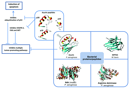 Figure 1. Bacterial proteins with anticancer properties. The anticancer activity of azurin, the primary focus of this article, resides, at least in part, within an extended 28-residues α helix termed p28. Full azurin as well as p28 peptide induce apoptosis and impair angiogenesis through multiple mechanisms. The phase I clinical study indicates that p28 peptide is safe and should be further considered as a promising anticancer therapeutic peptide.