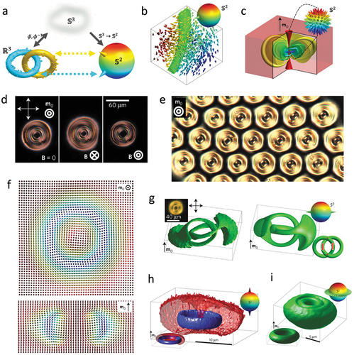 Figure 4. 3D hopfions. (a) Preimages in ℝ3(and S2) corresponding to distinct points in S2 form Hopf links (212) with linking numbers matching their Q=1 Hopf index. mr is a S3→S2 map and is classified by the 3rd homotopy group π3(S2)=ℤ. The stereographic projection ϕ relates smooth configurations in S2and ℝ3 when embedded in a uniform far field. (b) Illustration of a preimage of mr of a point in ℝ3 as the region corresponding to a constant orientation in ℝ3. (c) In a hopfion, the circle-like preimages of color-coded points in S2 (shown as cones) form nested tori in ℝ3. (d) Polarizing optical micrographs of a Q=1 hopfion in chiral LC ferromagnets showing the polar response to an applied magnetic field. (e) Polarizing optical micrographs of a 2D array of Q=1 hopfions. (f) Numerically simulated cross-sections of the Q=1 hopfion structure taken in the plane orthogonal to the far field m0(top) and in the vertical plane parallel to m0 (bottom). The vector field is shown by cones colored according to orientation in S2. (g) A pair of experimentally reconstructed preimages from 3PEF-PM images (left) and numerically simulated (right) preimages from (f). (h,i) Experimental images of north- and south-pole points in S2(±zˆ orientations, h) and points on the equator with different azimuthal angle in S2 (i). The corresponding simulated preimages are shown in the bottom-left insets from the mr configuration shown in (f). (a) Reproduced from Ref. [Citation58]. (f–i) Reproduced from Ref. [Citation13]. All with permission.