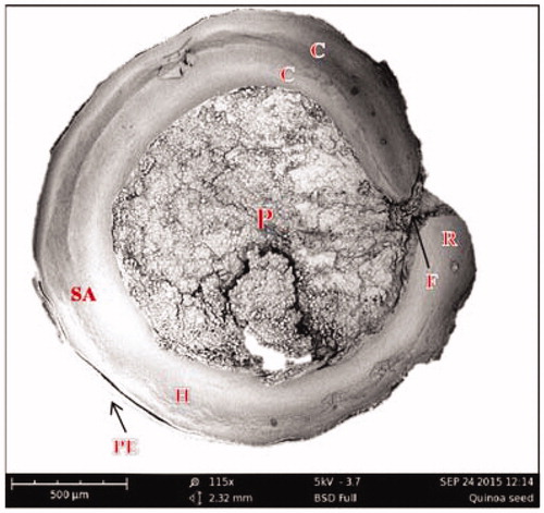 Figure 1. SEM image of medial longitudinal section of quinoa seed. Perisperm (P), hypocotyl-radical axis (H), shoot appendix (SA), cotyledons (C), radicle (R), funicle (F) and pericarp (PE).