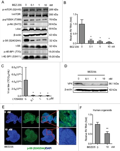 Figure 4. Dual inhibition of PI3K and mTOR inhibits rotavirus infection. (A) Western blot assay detected p-mTOR (S2448), p-p70S6K (T389), p-Akt (S473) and p-S6 (S240/244) and the corresponding total proteins after 48 h incubation with indicated concentrations of BEZ235 in Caco2 cells. (B) Treatment with BEZ235 (48 h) significantly inhibited SA11 rotavirus genomic RNA in dose-dependent-manner determined by qRT-PCR in Caco2 cells (n = 5, mean ± SEM, #P < 0.05, Mann-Whitney test). (C) Effects of BEZ235 on the production of infectious viral particles determined by TCID50 method. Each bar represents the TCID50/mL (mean ± SEM) (n = 5, #P < 0.05, ##P < 0.01, Mann-Whitney test). (D) Western blot showed that treatment with BEZ235 (48 h) significantly inhibited SA11 rotavirus VP4 protein in Caco2 cells. (E) Representative confocal immunostainings of p-S6 (S240/244) (Green) after 48 h incubation with 0 (as a control) and 10 nM BEZ235 in human intestinal organoids. Nuclei were visualized by DAPI (blue). (F) Treatment with BEZ235 (48 h) significantly inhibited SA11 rotavirus genomic RNA in human intestinal organoids quantified by qRT-PCR (n = 11, mean ± SEM, ##P < 0.01, Mann-Whitney test).
