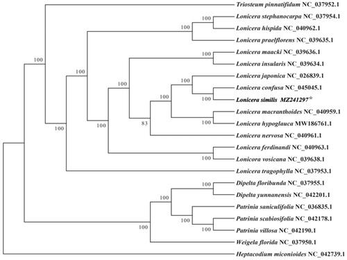 Figure 1. The complete cp genome sequences of 21 species from the Caprifoliaceae family are shown on this Maximum-likelihood tree. The numbers next to the nodes are bootstrap support values based on 1000 replicates. GenBank accession numbers are marked after the species name.