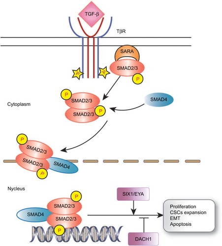 Figure 2 RDGN regulates TGF-β signaling transduction in tumor cells.