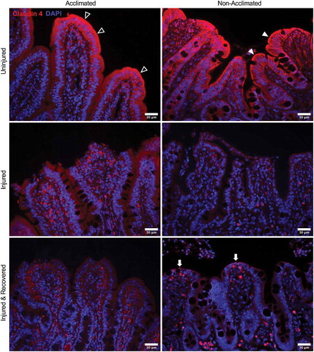 Figure 4. Combined effects of animal handing practices and acute ischemic injury on expression and localization of tight junction protein claudin-4 in the small intestinal mucosa