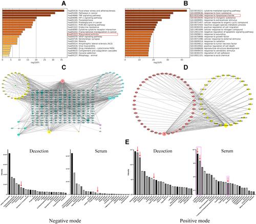 Figure 5 Identification of potential anti-rheumatic components from QLY decoction. (A) KEGG pathway enrichment analysis based on reported target genes of compounds within QLY; (B) GO pathway enrichment analysis based on reported target genes of compounds in QLY; (C) interactions between bioactive compounds and corresponding target genes from RA pathway; (D) interaction between bioactive compounds and corresponding target genes from LPS response pathway; (E) top 25 abundant chemical components detected in QLY decoction and QLY-containing rat serum, ranked by their relative intensities in total ion chromatograms of LC-MS analysis, red arrow: RA/LPS pathway-related compounds with relative high abundance in both QLY decoction and QLY-containing serum.