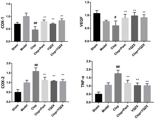 Figure 7 COX-1, COX-2, TNF-α, and VEGF mRNA expressions.