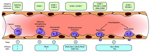 Figure 1. The multistep process of leukocyte transendothelial migration, divided in five consecutive steps. Step 1 represents the rolling and tethering phase; step 2 shows the initial adhesion of the leukocytes to the endothelium. Step 3 is the firm adhesion and crawling part. In step 4, the cup-like structures are formed, resulting in step 5; actual transmigration, either para- or transcellular.