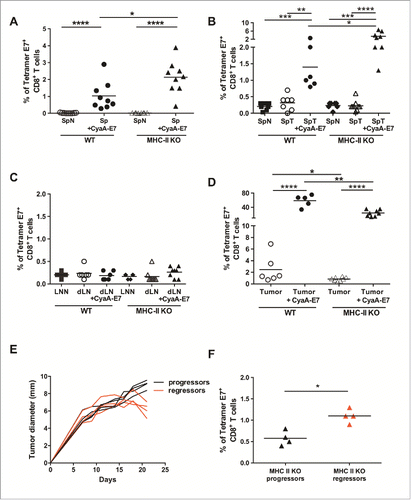 Figure 7. MHC-II KO mice develop strong specific anti-tumor CD8+ T-cell responses after vaccination or during tumor growth, independently of CD4+ T-cell help. (A) Naive WT and MHC-II KO mice were vaccinated on day 0 with either CyaA-E7 (50 µg/mouse) and CpG-B-DOTAP (30 and 60 µg/mouse, respectively) or PBS. On day 7, the mice were killed, cell suspensions were prepared from their spleens and the percentages of tetramer-E7+ CD8+ T-cells were analyzed by flow cytometry. Cumulative results from 3 independent experiments are shown (n = 9 mice per group). (B-D) WT and MHC-II KO mice were injected on day 0 with 6 × 105 TC-1 cells, cell suspensions were prepared from tumors after 20 days, and the percentages of tetramer-E7+ CD8+ T-cells were analyzed by flow cytometry. Mice vaccinated on day 13 were used as a positive control. The results represent cumulative data from 2 independent experiments. The percentages of tetramer E7-positive CD8+ T-cells in spleen (B), LN (C) (n = 6–8 mice per group) and tumor (D) (n = 5–8 mice per group) are shown. (E-F) MHC-II KO mice were injected on day 0 with 6 × 105 TC-1 cells. In E, the red curves represent tumor growth up to day 20 in mice that started to reject their tumor (regressor mice), while the black curves represent tumor growth in mice with growing tumors (progressor mice). (F) Mice were killed at day 20, and the percentages of tetramer E7-positive CD8+ T-cells were analyzed in the tumors of progressor and regressor MHC-II KO mice (n = 4 mice per group). * p< 0.05, ** p < 0.01, *** p < 0.001 and **** p < 0.0001 as determined by the Mann-Whitney test.