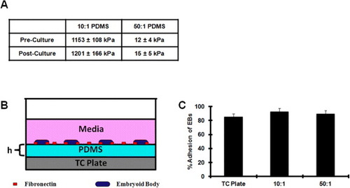 Figure 1. Experimental design for ES stiffness culture. (A) Elastic modulus of PDMS substrates of varying base-to-curing-agent ratio were rheometrically characterized before and after culture in liquid media relative to 3 GPa standard TC plate. ES cells are formed into EBs via a hanging drop method, marking the onset of differentiation and (B) landed onto substrates. (C) EBs show similar adhesion profile to PDMS and tissue culture plates. All culture conditions show greater than 85% adhesion of individual EBs with no statistically significant difference between groups (p > 0.05).