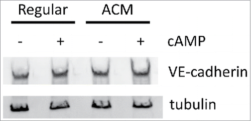 Figure 4. ACM and cAMP do not affect protein expression of VE-cadherin. Total cell lysates were blotted for VE-cadherin and tubulin (as a loading control). No large differences were observed for VE-cadherin expression across the four treatment conditions.