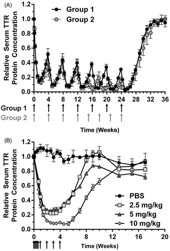 Figure 6. RNAi-mediated knockdown of TTR following repeat administration of patisiran and revusiran in the cynomolgus monkey. (A) Patisiran was administered to cynomolgus monkeys (n = 4 per group, 2 males, 2 females) at 0.3 mg/kg once every 4 weeks for seven total doses (Group 1) or once every 4 weeks (four doses) followed by once every 3 weeks (four doses) for a total of eight doses (Group 2). Note: An incomplete data set from Group 1 was previously published [Citation36] (B) Revusiran was administered to cynomolgus monkeys using 5 daily doses in week 1 (D0, D1, D2, D3 and D4) followed by weekly dosing for 4 weeks (D7, D14, D21 and D28) at dose levels of 2.5, 5 or 10 mg/kg. N = 3 per group. For both experiments, mean relative serum TTR protein concentration was measured and calculated as described earlier; error bars represent SEM. Arrows indicate time of dosing.